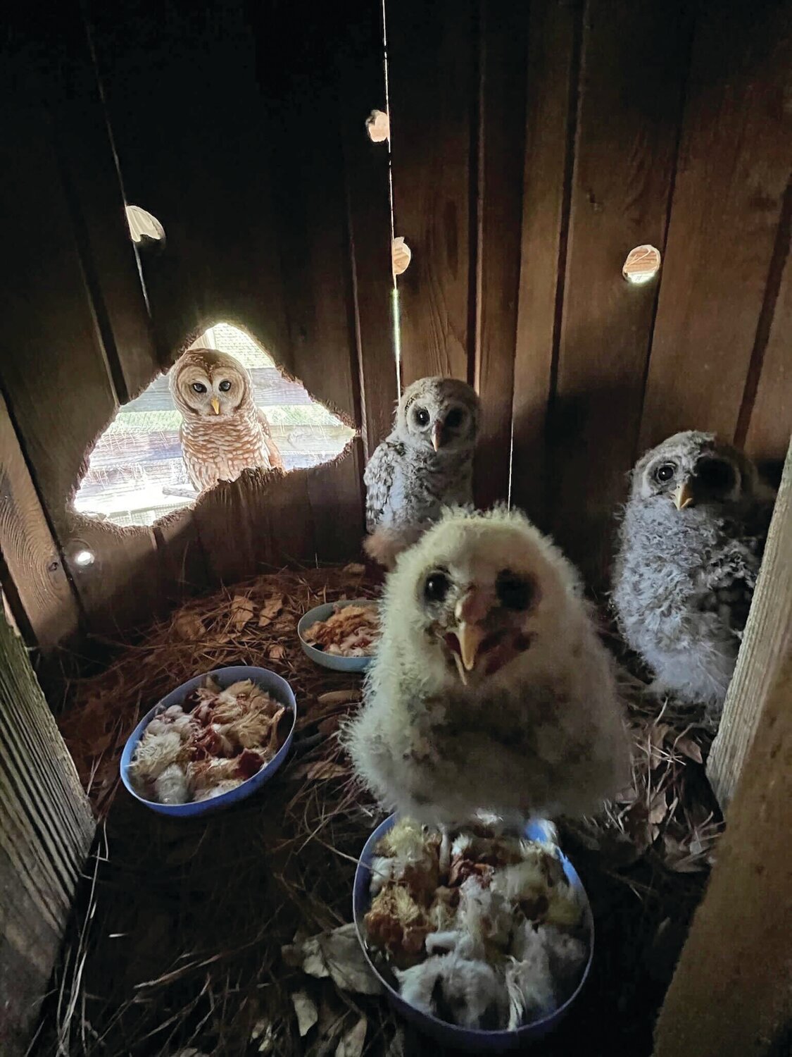 Barred owl chicks in a nest box with resident foster mother Hitch looking in.
